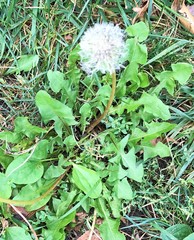 Taraxacum