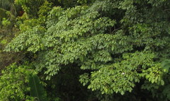Magnoliopsida