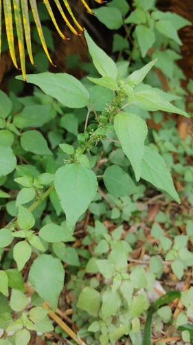 Image of Parietaria praetermissa by (c) Scott Allen Davis, some rights reserved (CC BY)