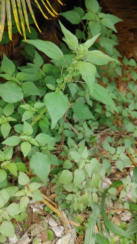 Image of Parietaria praetermissa by (c) Scott Allen Davis, some rights reserved (CC BY)