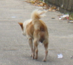 Canis familiaris