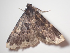 Mormoscopa sordescens