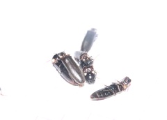 Phanophorus perspicax