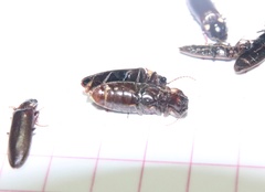 Phanophorus perspicax