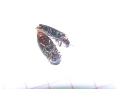 Phanophorus perspicax