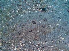 Heteromycteris hartzfeldii