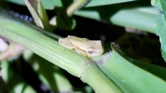 Dendropsophus sanborni