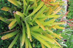 Aechmea blanchetiana