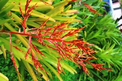Aechmea blanchetiana