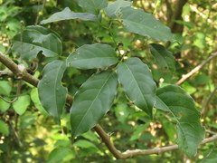 Adenocalymma inundatum