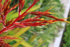 Aechmea blanchetiana