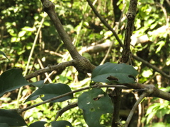 Adenocalymma inundatum