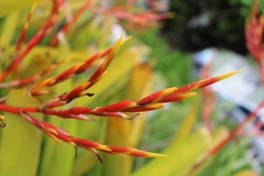 Aechmea blanchetiana