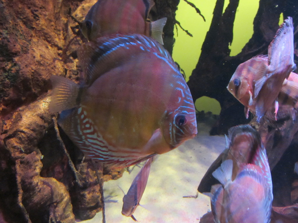 Green Discus