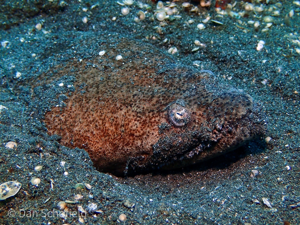 Stargazer Snake Eel