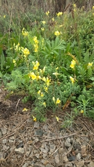 Linaria vulgaris