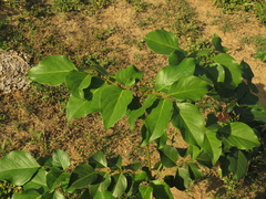 Platymiscium pinnatum