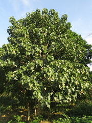 Gyrocarpus americanus