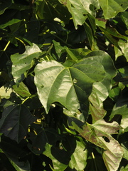 Gyrocarpus americanus