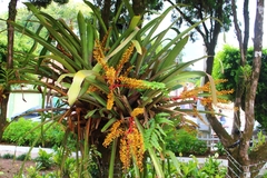Aechmea ramosa