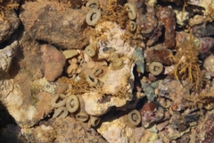 Palythoa grandiflora