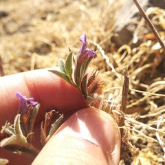 Dyschoriste hirsutissima