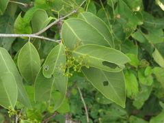 Pristimera verrucosa