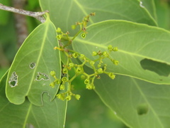 Pristimera verrucosa
