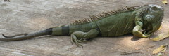 Iguana iguana