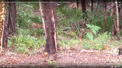 Cormobates leucophaea