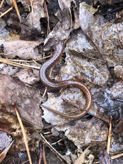 Eurycea multiplicata