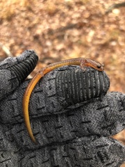 Eurycea multiplicata