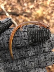 Eurycea multiplicata