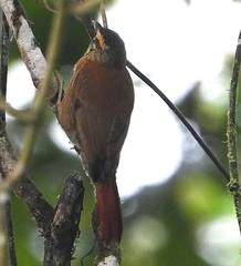 Anabacerthia variegaticeps