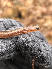 Eurycea multiplicata