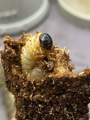 Scarabaeoidea