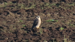 Falco peregrinus anatum