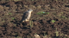 Falco peregrinus anatum