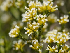 Ozothamnus cupressoides