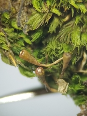 Ulota coarctata