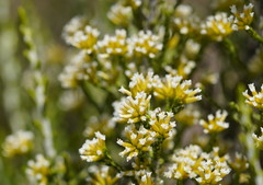 Ozothamnus cupressoides