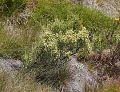 Ozothamnus cupressoides
