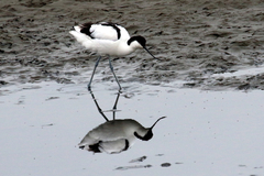 Recurvirostra avosetta