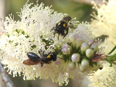 Leioproctus irroratus