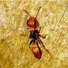 Pseudomyrmex boopis