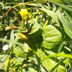 Erythranthe glabrata