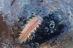 Paralepidonotus ampulliferus