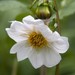 Dahlia mollis - Photo (c) conabio_bancodeimagenes, some rights reserved (CC BY-NC-ND), uploaded by conabio_bancodeimagenes