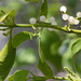 Phoradendron leucarpum - Photo (c) Mary Keim, μερικά δικαιώματα διατηρούνται (CC BY-NC-SA)