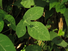 Manihot carthagenensis